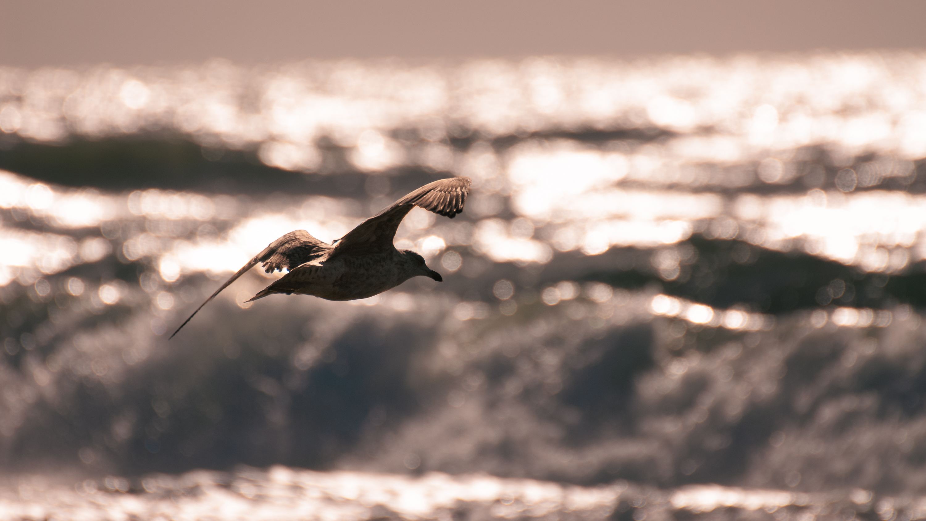 Urlaub Sylt   03852